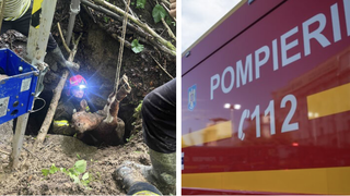 Misiune &icirc;ncheiată cu succes! Un vițel a fost salvat de pompieri dintr-o r&acirc;pă de zece metri
