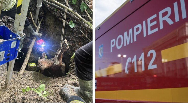 Misiune încheiată cu succes! Un vițel a fost salvat de pompieri dintr-o râpă de zece metri