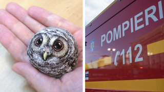 VIDEO-Operațiune de salvare pentru o bufniță. Echipajele de salvare au reușit să intervină, înainte ca puiul să fie atacat de alte animale