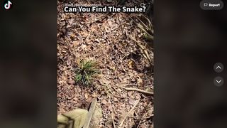 Ai ochi de vultur dacă vezi șarpele ascuns în această imagine - VIDEO