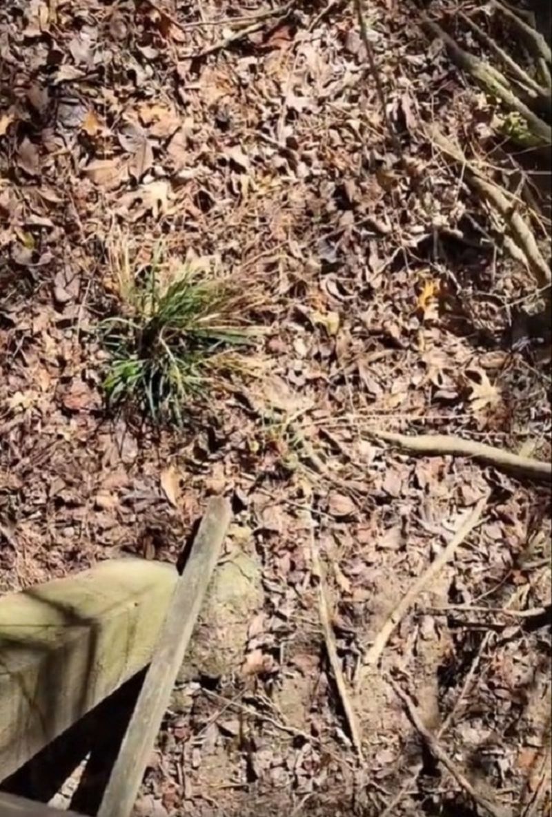 Șarpe ascuns în natură iluzie optica test iq