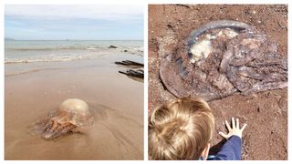 Creatură &icirc;nfricoșătoare surprinsă pe malul mării 