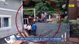Urs tranchilizat și cărat cu roaba