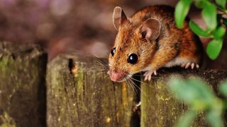 Otrava pentru șobolani expiră? Iată c&acirc;t timp poți folosi eficient raticidele