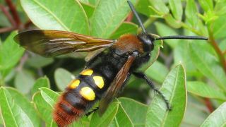 Viespea africană a fost filmată &icirc;n București