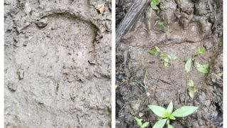 Locuitorii unei comune din județul Satu Mare sunt terorizați de un urs. Ce spun autoritățile