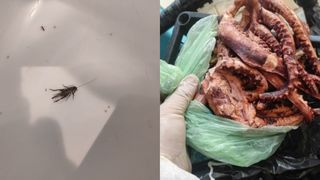 Dezastru într-un restaurant din Costinești. Inspectorii ANPC l-au închis temporar