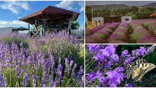 EXCLUSIV: Grădinile de lavandă, locul ideal de relaxare/ Sabina Militoiu: ”Cireașa de pe tort sunt serile de concert, workshopurile de meditatie, yoga”