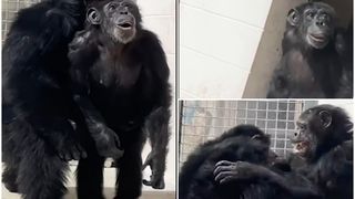 Vanilla, o femelă cimpanzeu a fost uimită c&acirc;nd a văzut pentru prima dată cerul liber.