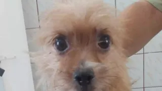 Dosar penal pentru un bărbat care ținea patru câini în apartament, aproape leșinați de foame și sete