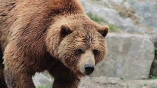 Un bărbat a fost atacat de un urs, în Argeș