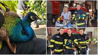 VIDEO: Păun blocat &icirc;ntre blocuri &icirc;n Timișoara, salvat de pompieri