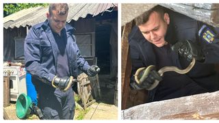 Mai mulți șerpi au fost găsiți în două locuințe din Argeș. Jandarmii au intervenit pentru îndepărtarea lor