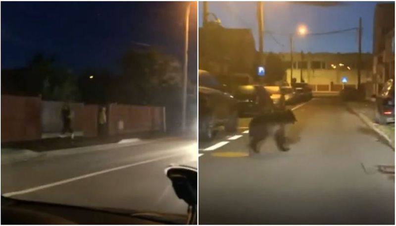 "Sperie-l, sperie-l! Claxonează, claxonează!" Se amuzau tinerii care îl filmau pe bietul animal care alerga speriat pe străzile cartierului Tractor.