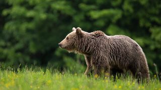 VIDEO- Urșii, victimele cruzimii umane și ai bătăii de joc. Cazuri îngrijorătoare pe Transfăgărășan și în orașe
