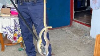 Locuitorii din Orșova sunt &icirc;ngroziți. Un șarpe de peste un metru a fost găsit &icirc;ntr-o bucătărie de vară