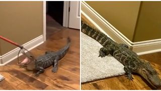 Un crocodil a reușit să intre în casa unui cuplu de americani