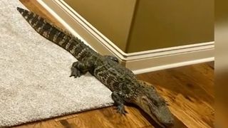 Aligatorul a fost mai apoi eliberat &icirc;n sălbăticie.&nbsp;