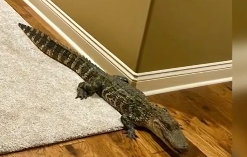 Aligatorul a fost mai apoi eliberat în sălbăticie. 