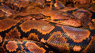 Polițiștii au găsit cadavrul unui bărbat, un crocodil și peste 200 de șerpi și șop&acirc;rle.