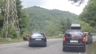 VIDEO: Un șofer din Argeș a încercat să lovească cu mașina o ursoaică cu pui pe Transfăgărășan