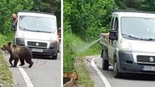 Un șofer din Argeș a scot spray paralizant și i-a dat &icirc;n față unui urs de pe Transfăgărășan.