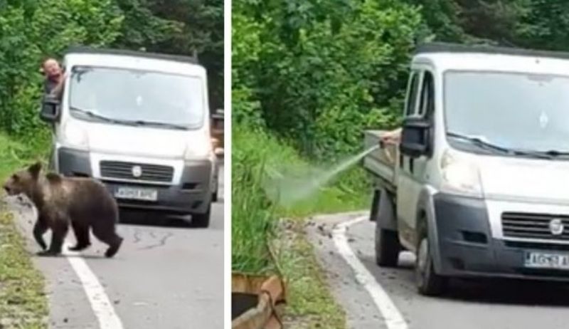 Un șofer din Argeș a scot spray paralizant și i-a dat în față unui urs de pe Transfăgărășan.