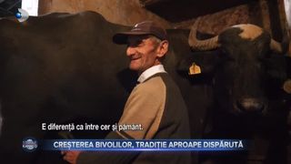 Creșterea bivolilor, tradiție aproape dispărută