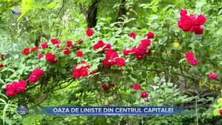 Oaza de liniște din centrul Capitalei