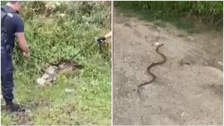 Un județ din România este în alertă din cauza viperelor. Oamenii le-au găsit în fața caselor, pe străzile din oraș sau printre mașini: „I-a căzut unei femei din pom una”