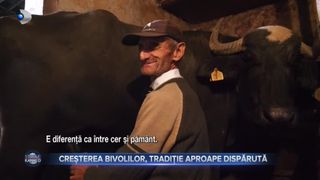 Creșterea bivolilor, tradiție aproape dispărută
