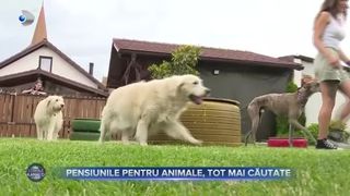 Pensiunile pentru animale, tot mai căutate