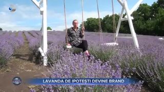 Cultura de lavandă, afacere de succes pentru o familie din comuna Ipotești