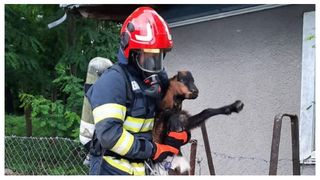 Un ied a fost salvat dintr-o f&acirc;nt&acirc;nă ad&acirc;ncă de peste 12 metri