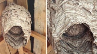 Pericolul din gospodării. Un bărbat a descoperit un cuib misterios de insecte: ”Nu umblați, sunați la 112!"