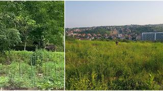 Locatarii au filmat mistreții și au semnalat teama cauzată de prezența acestora și pe rețelele sociale, nu doar autorităților.