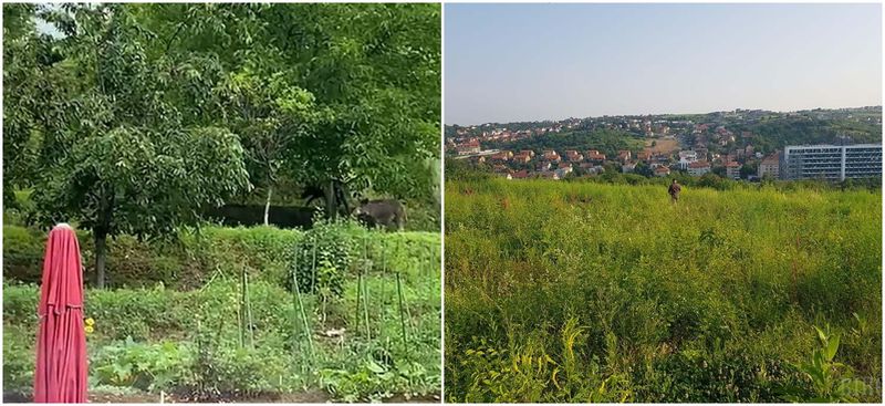 Locatarii au filmat mistreții și au semnalat teama cauzată de prezența acestora și pe rețelele sociale, nu doar autorităților.