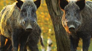 Oamenii sunt terifiați de mistreți. Animalele sălbatice au luat cu asalt locuințelor oamenilor din Oradea, ridicate pe teritoriul care &icirc;nainte le aparținea