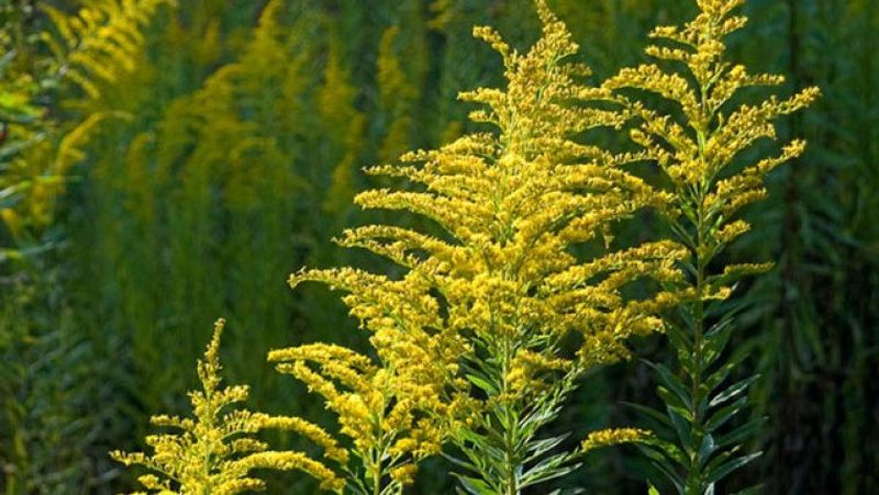 Ce impact are ambrozia asupra sănătății și mediului înconjurător