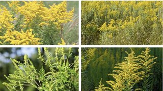 Ce impact are ambrozia asupra sănătății și mediului înconjurător