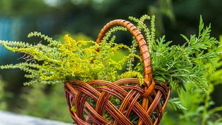 Ce trebuie să știi despre alergia la ambrozie 