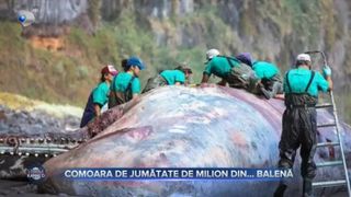 VIDEO - Comoara din balenă: 500.000 de euro au fost găsiți &icirc;n interiorul mamiferului
