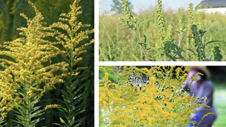 Cum recunoști alergia la ambrozie. Zece simptome asociate cu aceasta