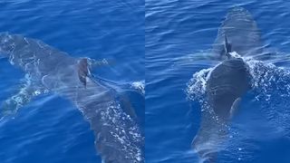 Filmarea lui Yannis Geladas a ajuns pe rețelele sociale și a &icirc;nspăim&acirc;ntat localnicii