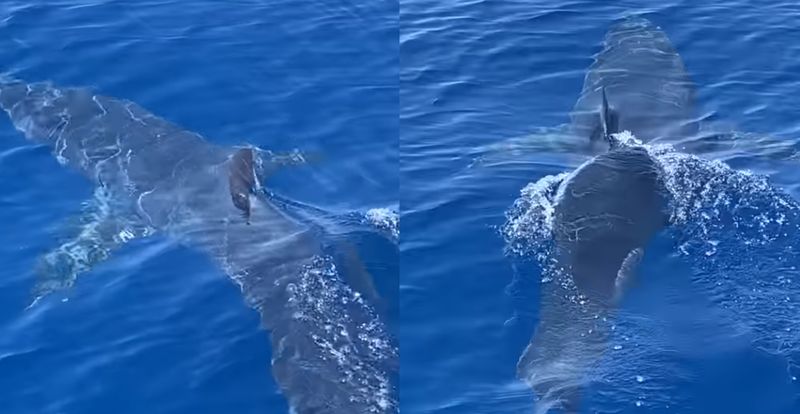 Filmarea lui Yannis Geladas a ajuns pe rețelele sociale și a înspăimântat localnicii