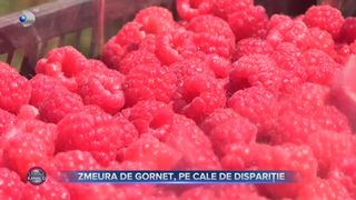 VIDEO - Zmeura de Gornet, pe cale de dispariție