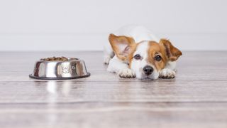 M&acirc;ncare c&acirc;ini &ndash; De ce nu vrea sa o măn&acirc;nce c&acirc;inele meu?