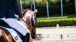 Concurs ecvestru în perioada 14-16 iulie în Cernica. Singurul concurs de anduranta ecvestra care are loc în totalitate în pădure