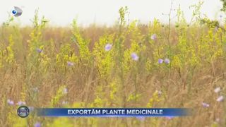 VIDEO - România exportă tot mai multe plante medicinale