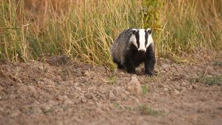 Doi bărbați din Sibiu, reținuți pentru braconaj cu viezuri
